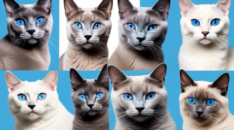 top blue eyed cat breeds